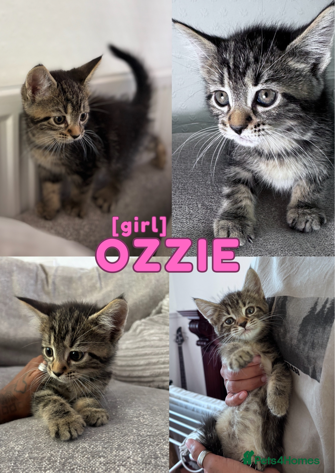 Mixed Breed cats for sale: READY NOW - 1/4 Maine Coon Kittens - Image 1