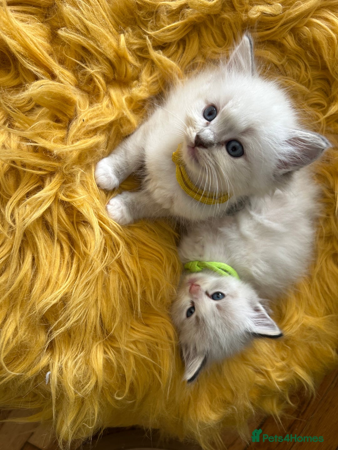 Ragdoll cats for sale: 😻 2 GORGEOUS RAGDOLL KITTENS 😻 - Image 17
