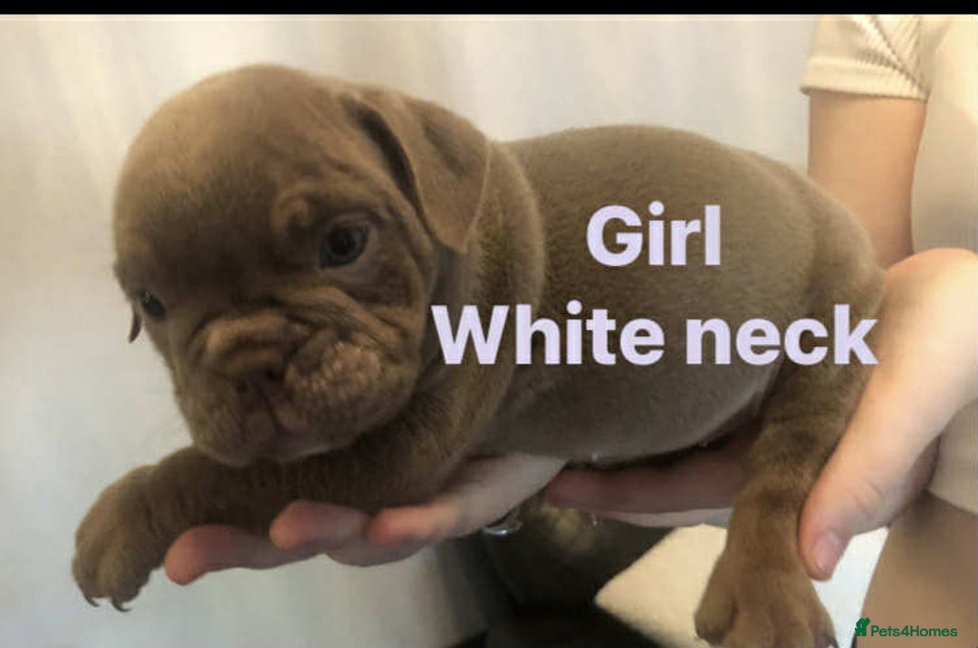 English Bulldog dogs for sale: 3 Isabella English bulldogs - Image 4