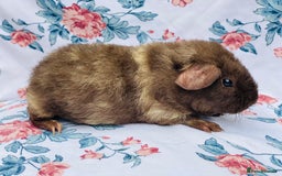 Guinea Pig rodents for sale: Pretty mix of baby boy Guineapigs  in Brighton - Image 5