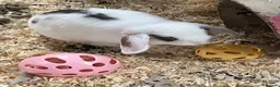 Mini Lop rabbits for sale: Mini lop bucks  ready to go now  - Advert 7