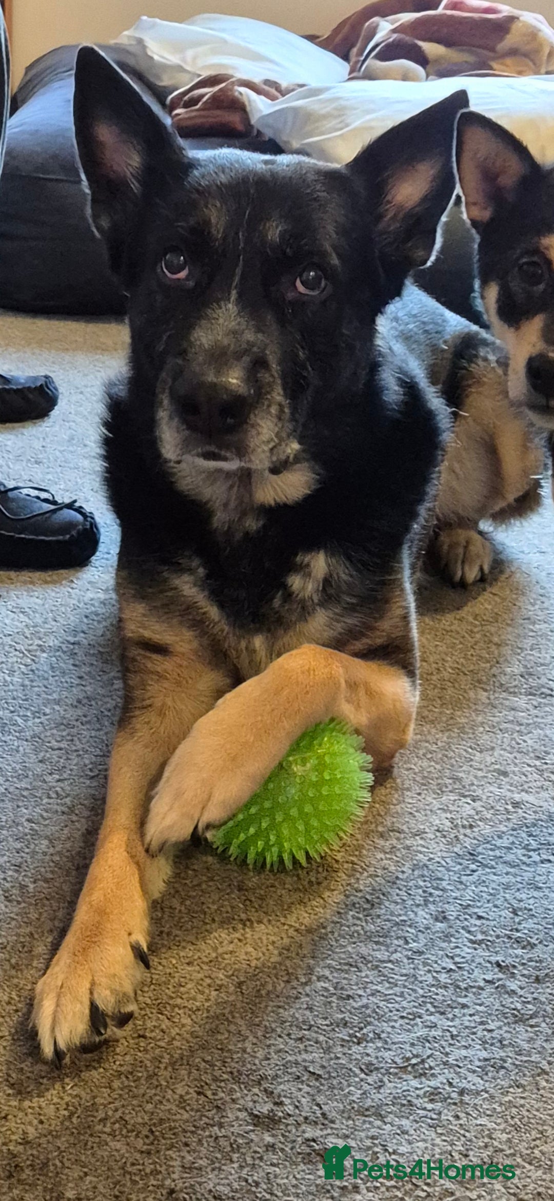 German Shepherd dogs for sale: Gsd x Rottweiler x Deerhound - Marley 💕 - Advert 21