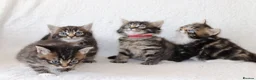 Mixed Breed cats for sale: Meet Our Beautiful Kittens! 🐾 - Advert 21