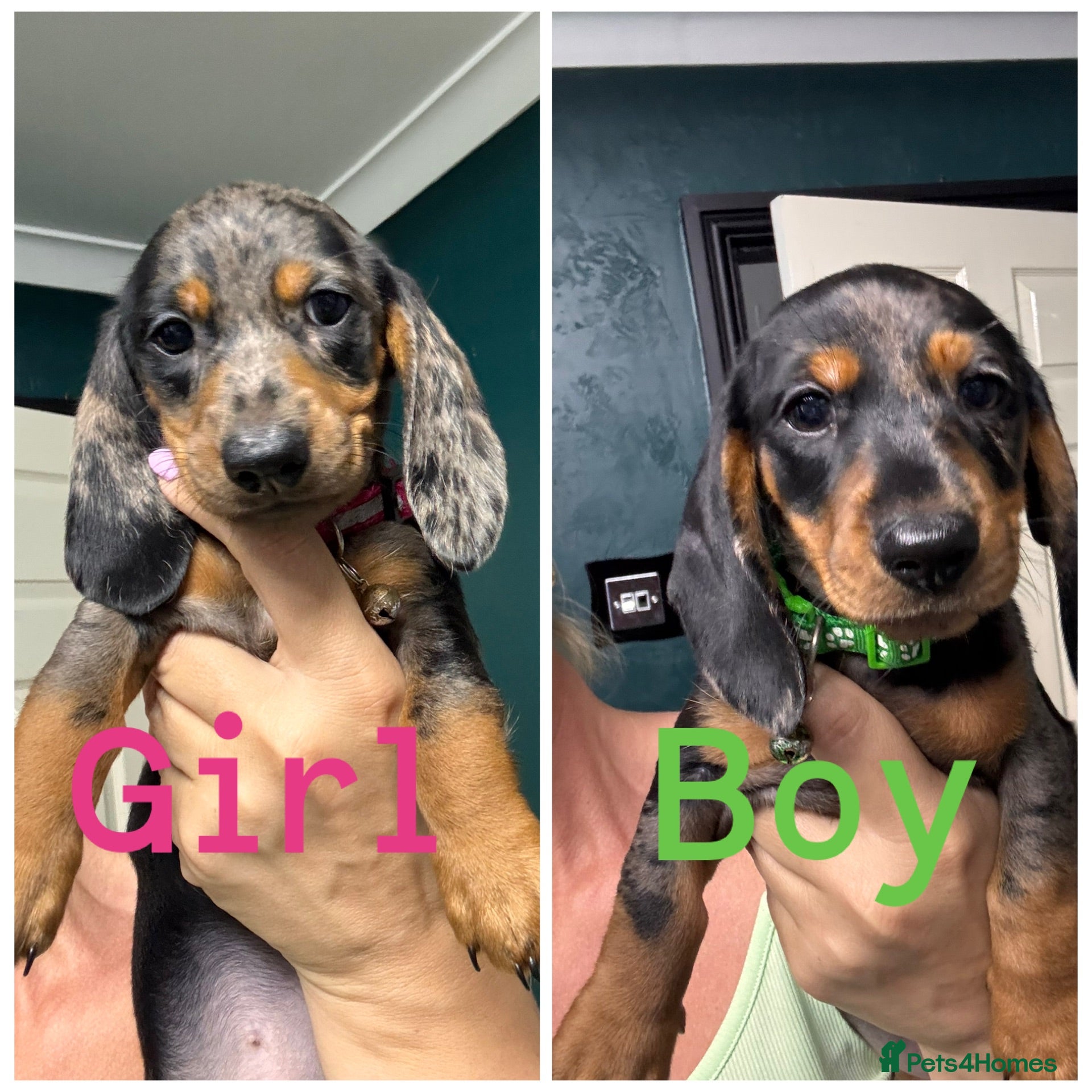 Miniature Dachshund dogs 2 cute miniature dachshund pupps available  - Advert 1