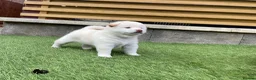 Japanese Shiba Inu dogs for sale: KC registered Japanese Shiba Inu puppies - Advert 13