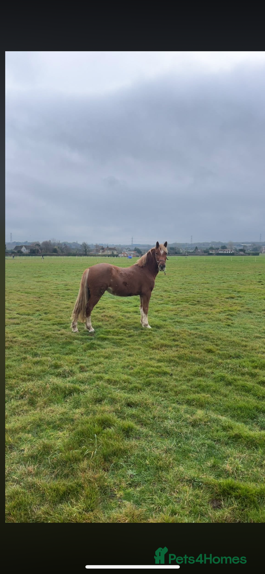 Welsh Section B horses for sale: ELSA🧡 - Advert 6