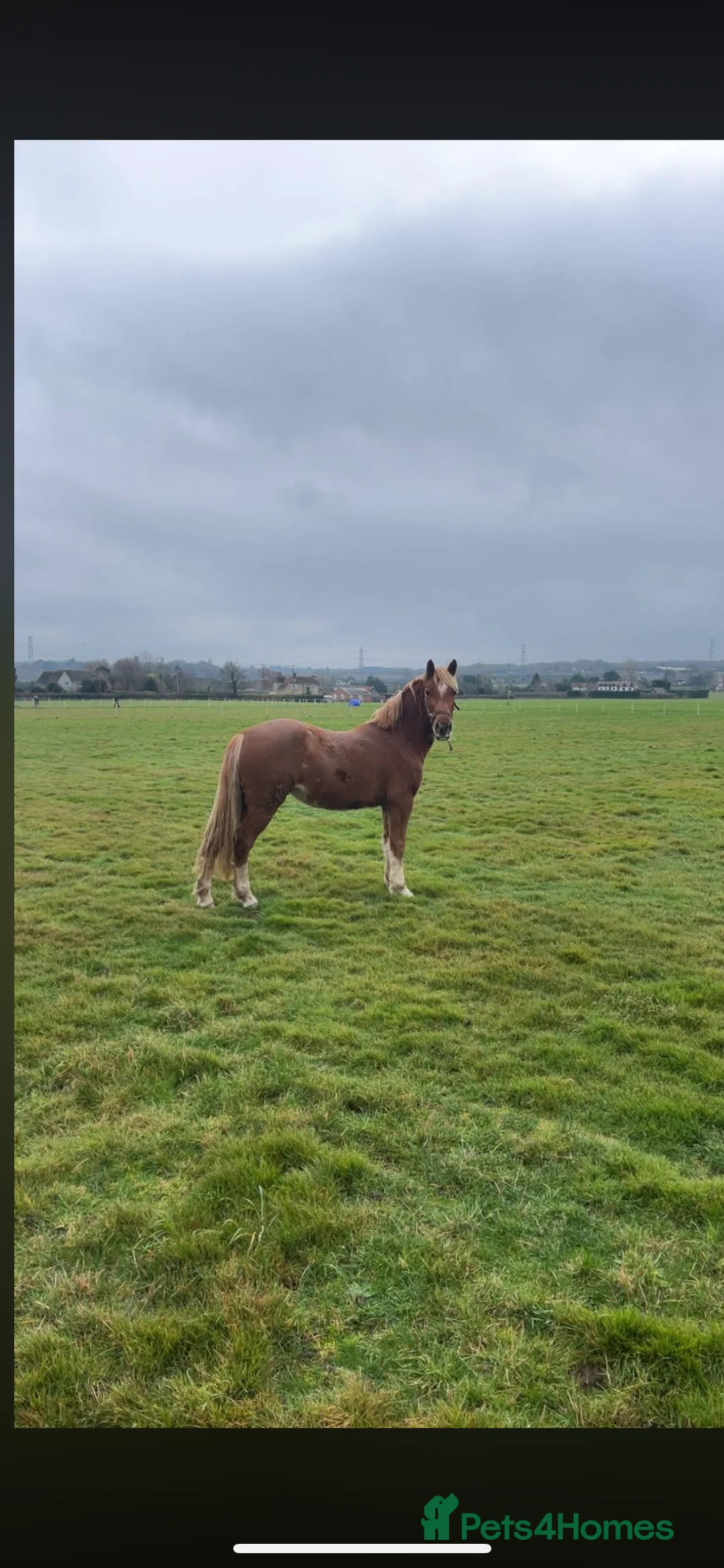 Welsh Section B horses for sale: ELSA🧡 - Advert 6