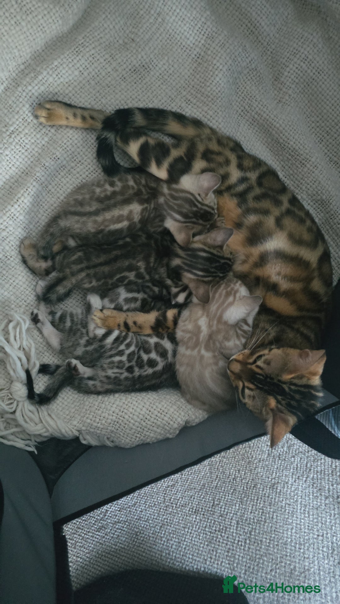 Bengal cats for sale: Bengal kitten  - Image 6