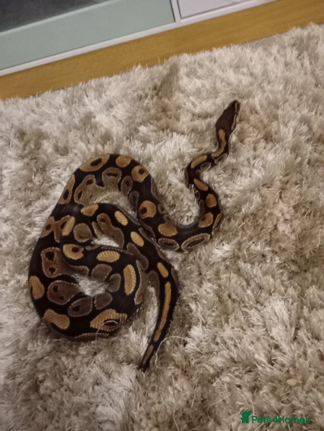 Python Snake reptiles for sale: Royal pythons plus vivariums full set up  - Advert 14