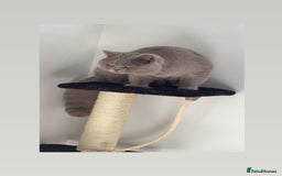 British Shorthair cats for stud: Bexivia BSH HUGO Lilac British Shorthair STUD ONLY in Luton - Image 3