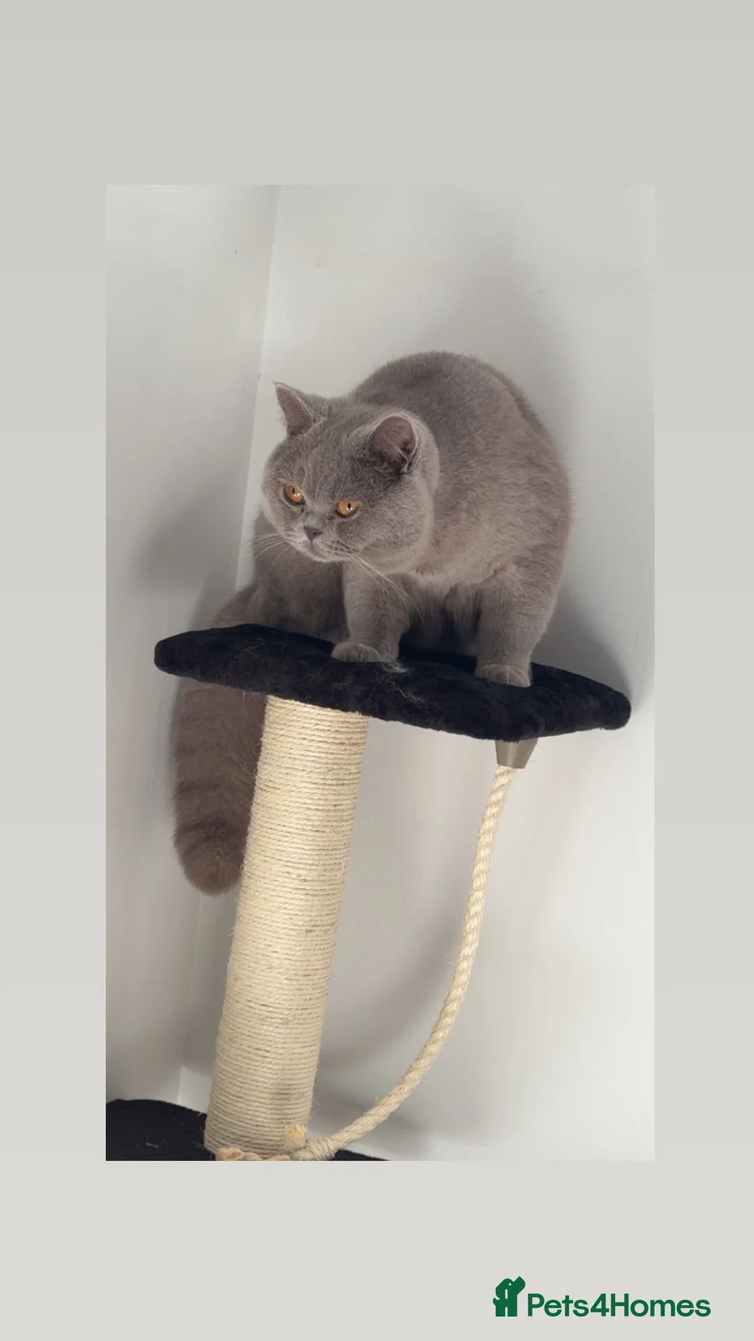 British Shorthair cats for stud: Bexivia BSH HUGO Lilac British Shorthair STUD ONLY in Luton - Advert 4