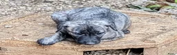 Caucasian Shepherd Dog dogs for sale: Caucasian/Wolfhound  - Advert 15