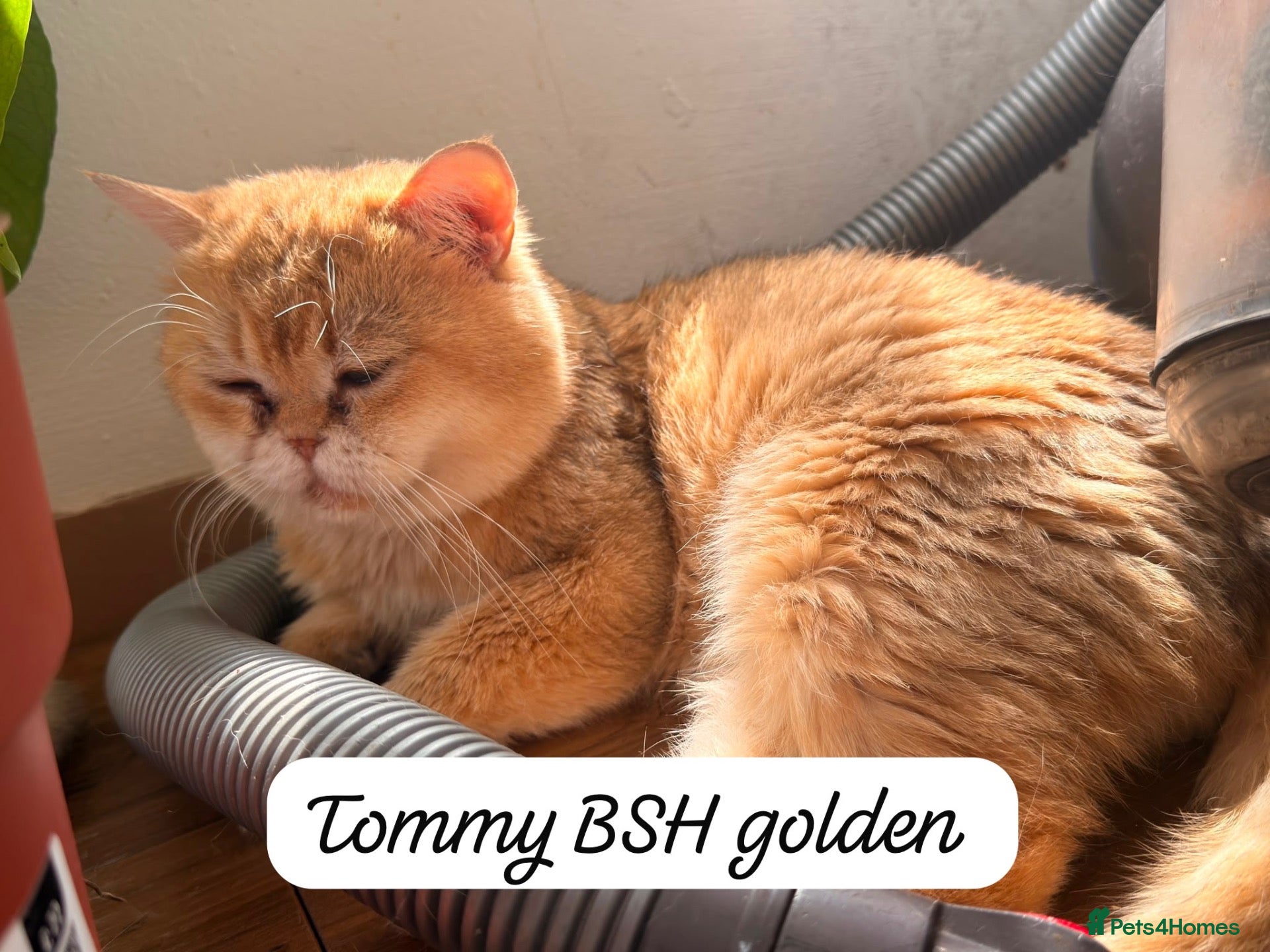 British Shorthair cats Selling our cats read descriptions  - Advert 3