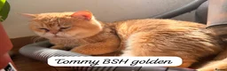 British Shorthair cats for sale: Selling our cats read descriptions  - Advert 1