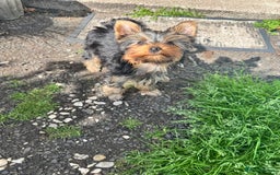 Yorkshire Terrier dogs for sale: ❗️BIG SALE THIS WEEKEND ❗️£2000 - £1500! in Johnstone - Image 15