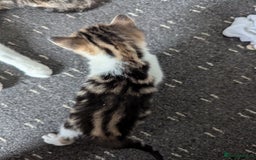 Domestic Shorthair cats for sale: two adorable kittens are looking for a home. - Image 3