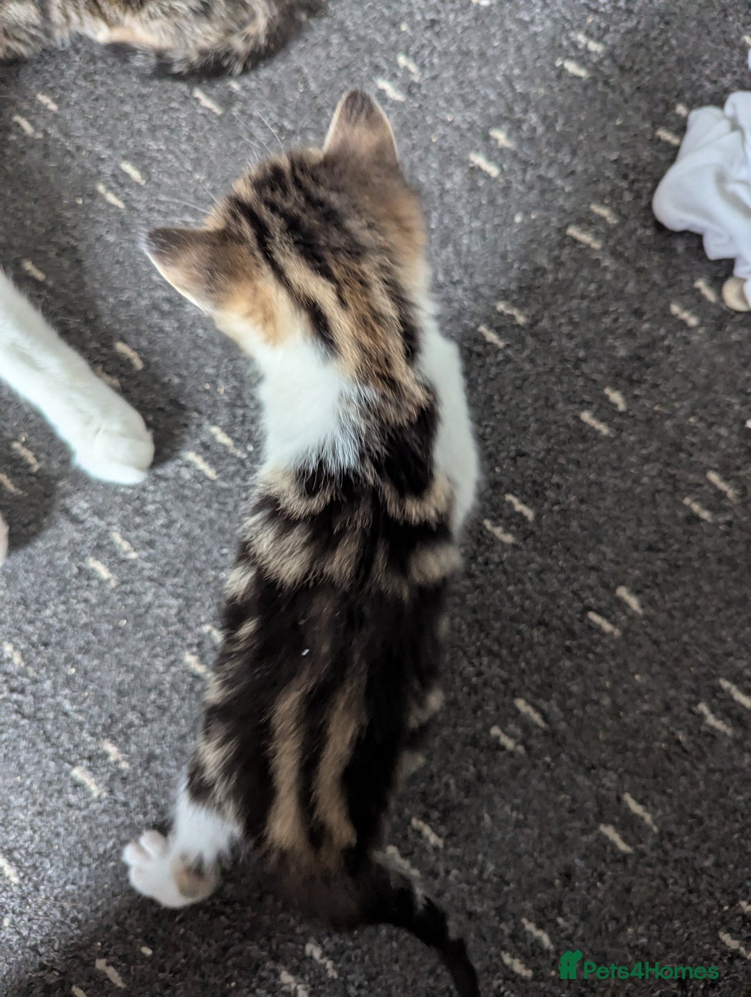 Domestic Shorthair cats for sale: two adorable kittens are looking for a home. - Image 3