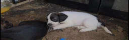 Mixed Breed dogs for sale: Terrier type aforabe puppies.  - Advert 7