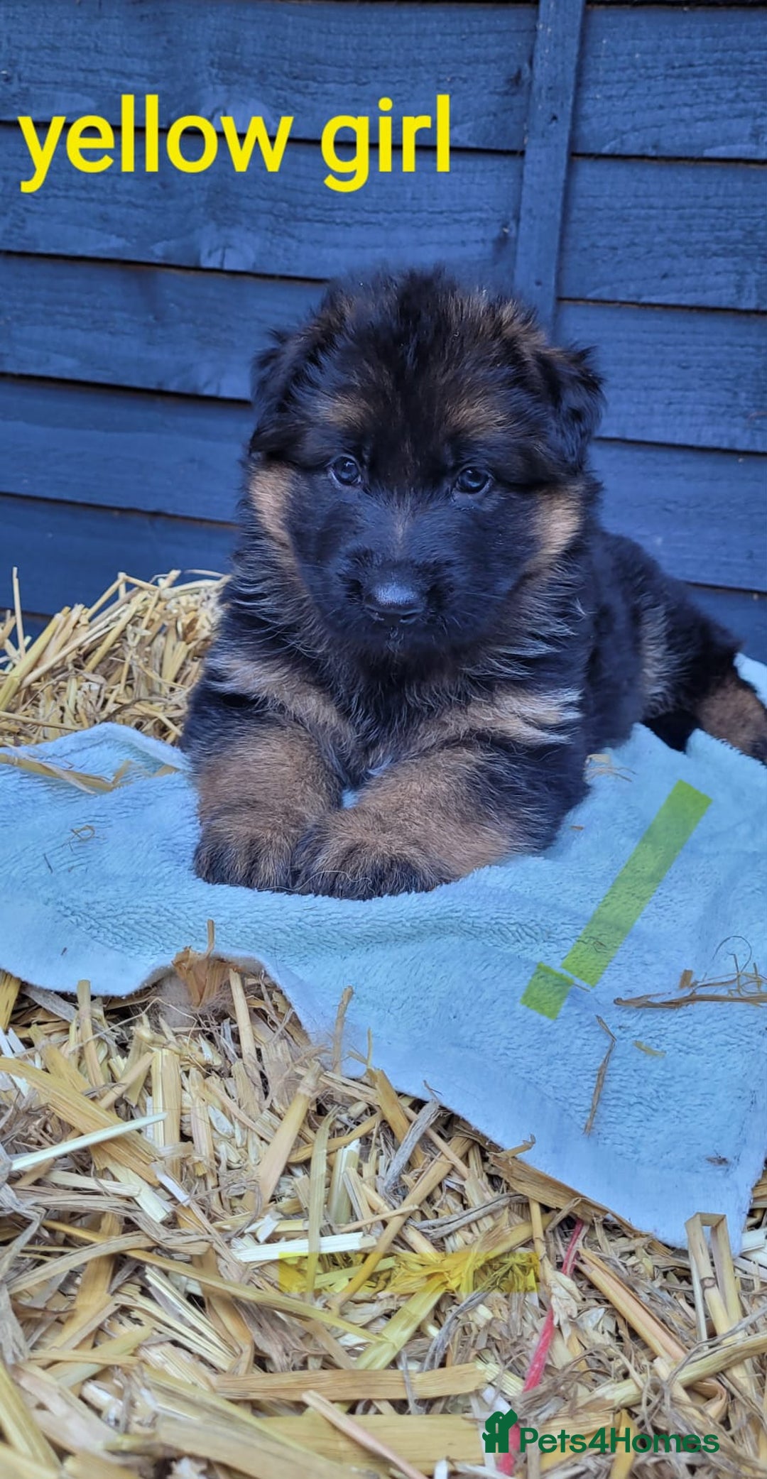 German Shepherd dogs for sale: German shepherd puppies  - Image 14