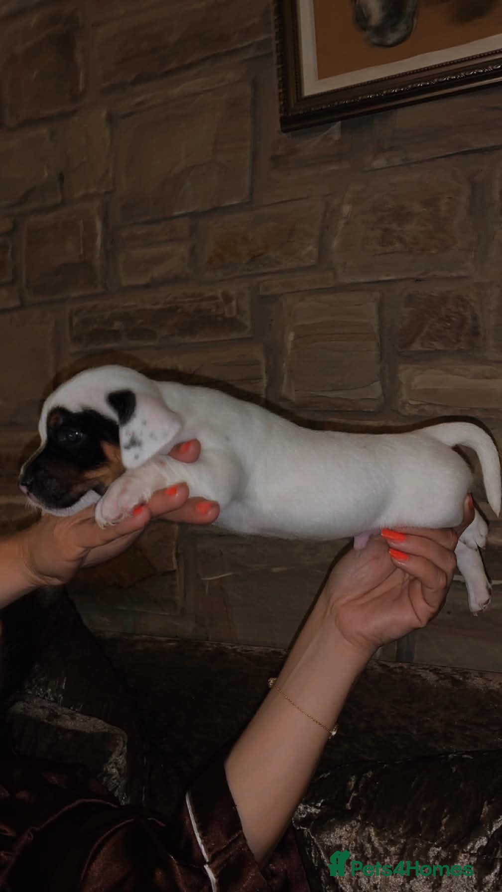 Jack Russell dogs Miniature Jack Russel puppies - Advert 2