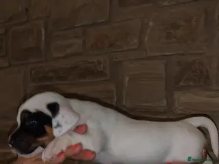 Jack Russell dogs Miniature Jack Russel puppies - Advert 2