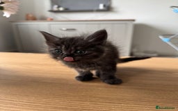 Maine Coon cats for sale: Maine Coon X Ragdoll Kittens 🐱 - Image 7