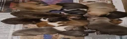 Staffordshire Bull Terrier dogs for stud: Valli. Male, 2 years 8 months old  - Advert 14