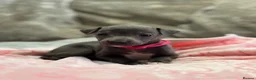 Italian Greyhound dogs for sale: 🏡 KC Italian greyhound puppies for sale 🏡 - Advert 9