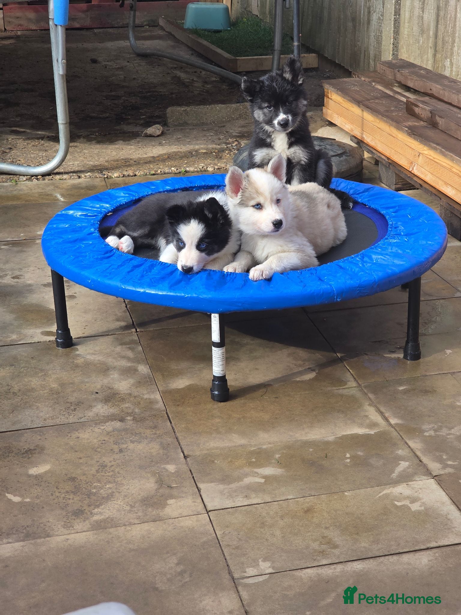 Siberian Husky dogs Yakutian Laika puppies  - Advert 1