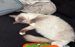Ragdoll cats for sale: Female ragdoll  - Image 2