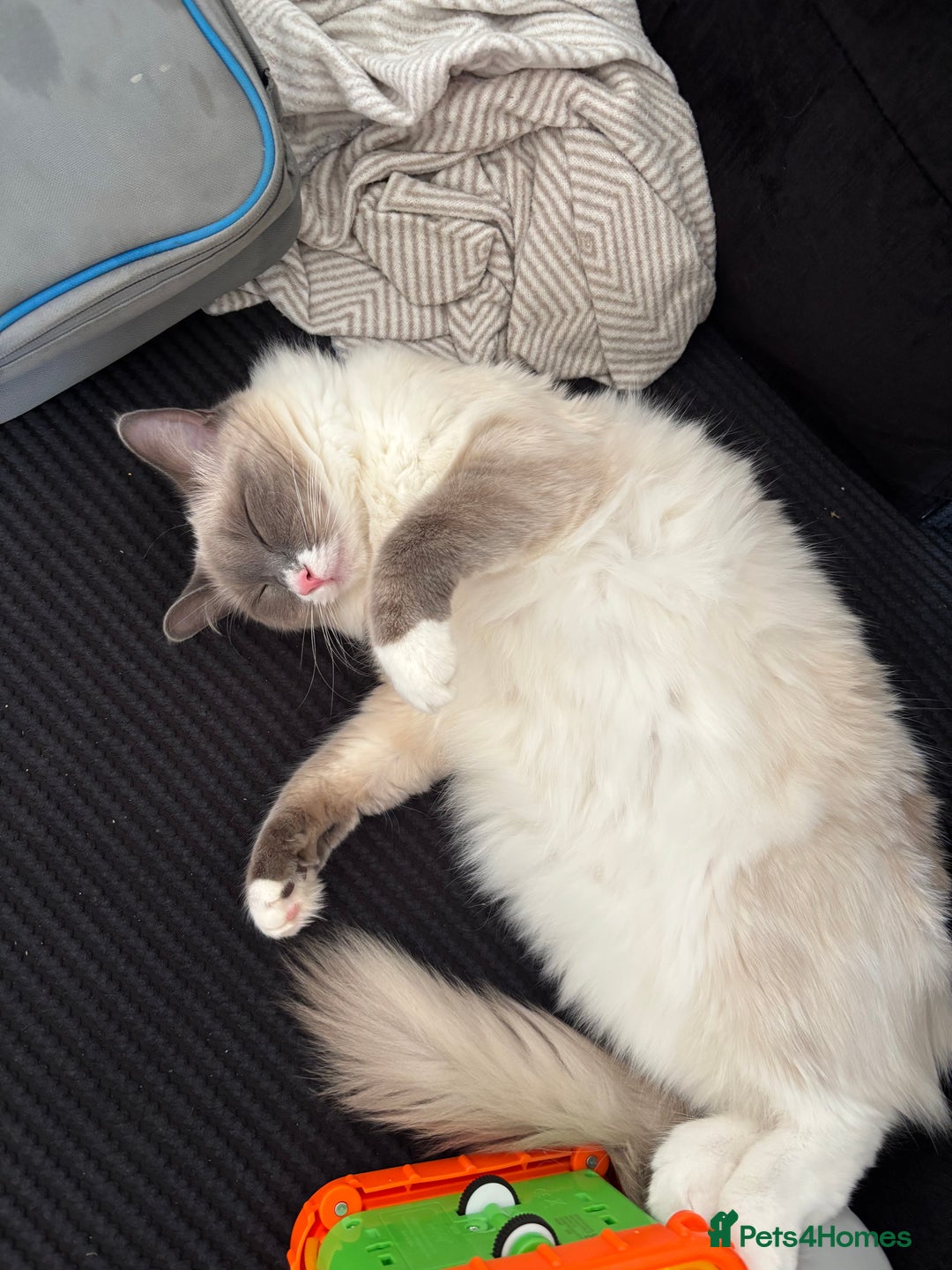 Ragdoll cats for sale: Female ragdoll  - Image 2