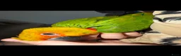 Conures birds for sale: Hand Tame Jenday Conure, Hand Reared - Advert 7