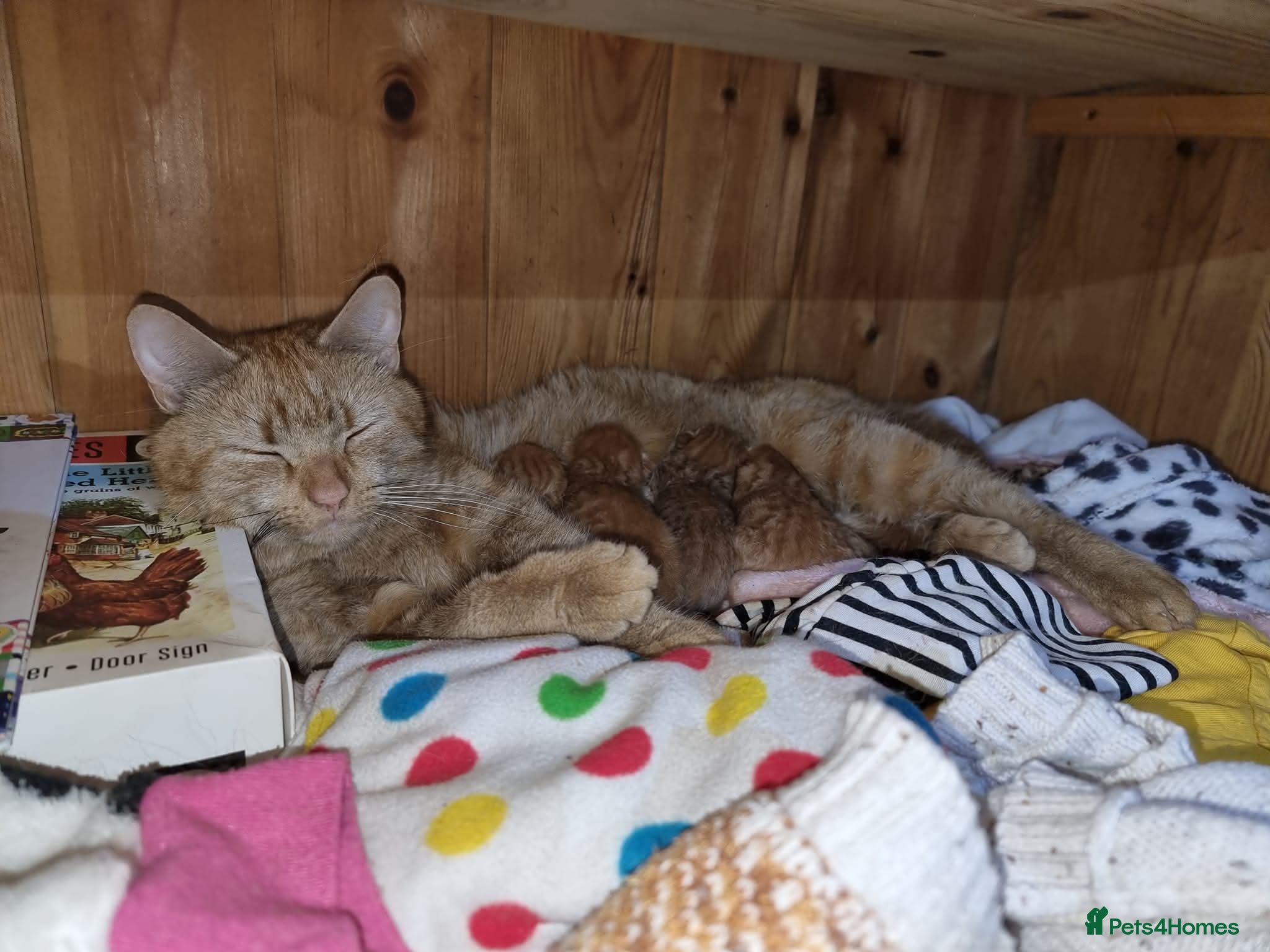 Mixed Breed cats Ginger kittens cute and cuddley - Advert 1