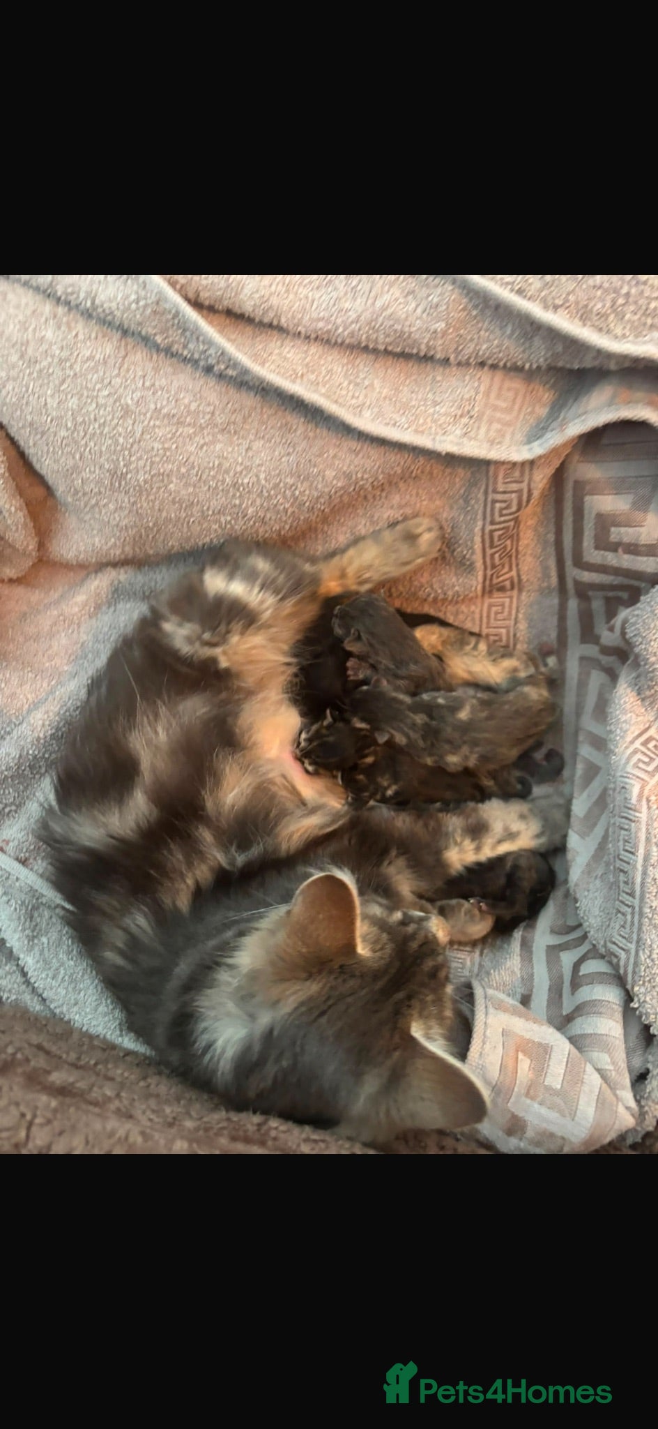 Maine Coon cats 3/4 Maine coon kittens  - Advert 1