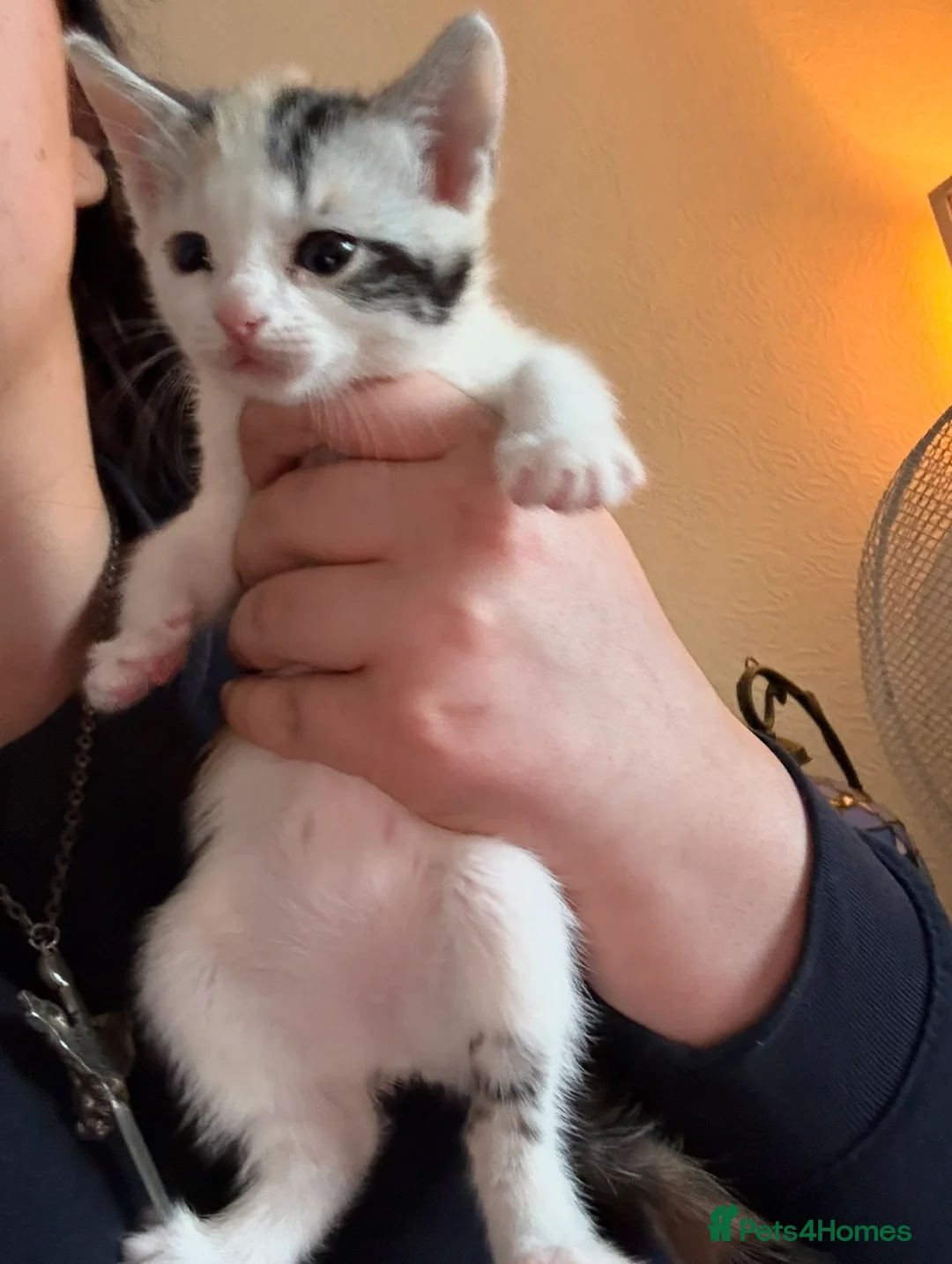 Mixed Breed cats for sale: Three Kittens For Sale Need Gone Asap  in Carmarthen - Advert 2