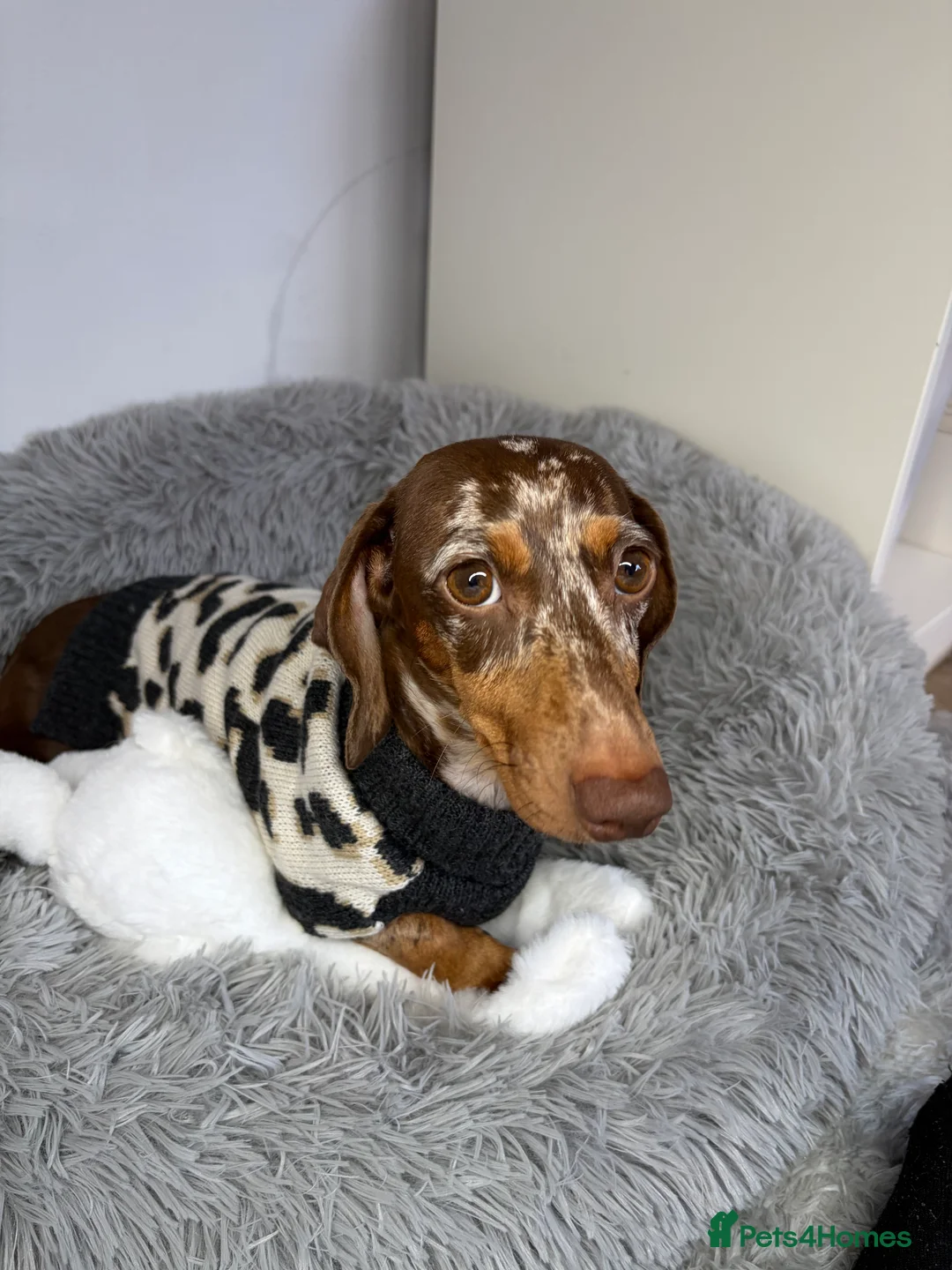 Miniature Dachshund dogs for sale: Miniature dachshunds in Newton-le-Willows - Advert 6
