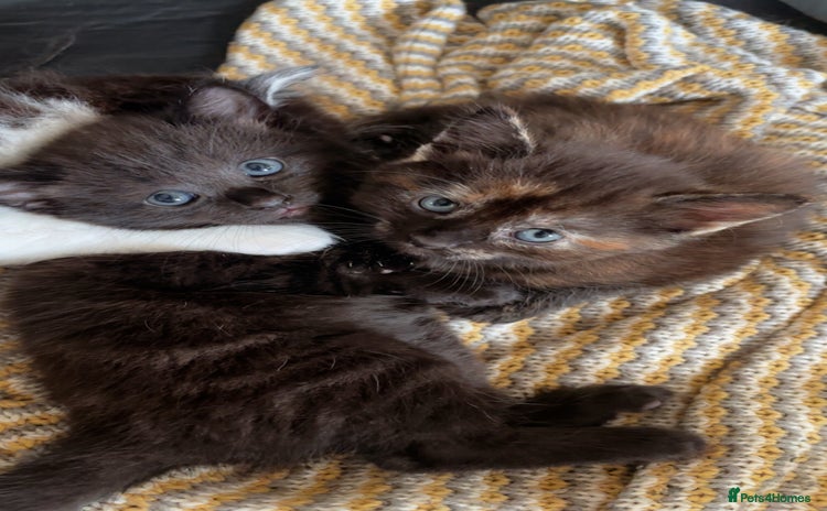 British Longhair cats - Advert 7