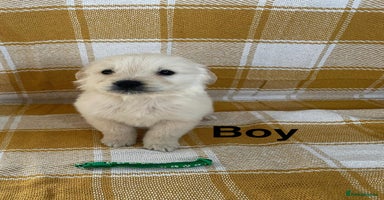 Golden Retriever dogs Beautiful golden retriever puppies.  - Advert 6