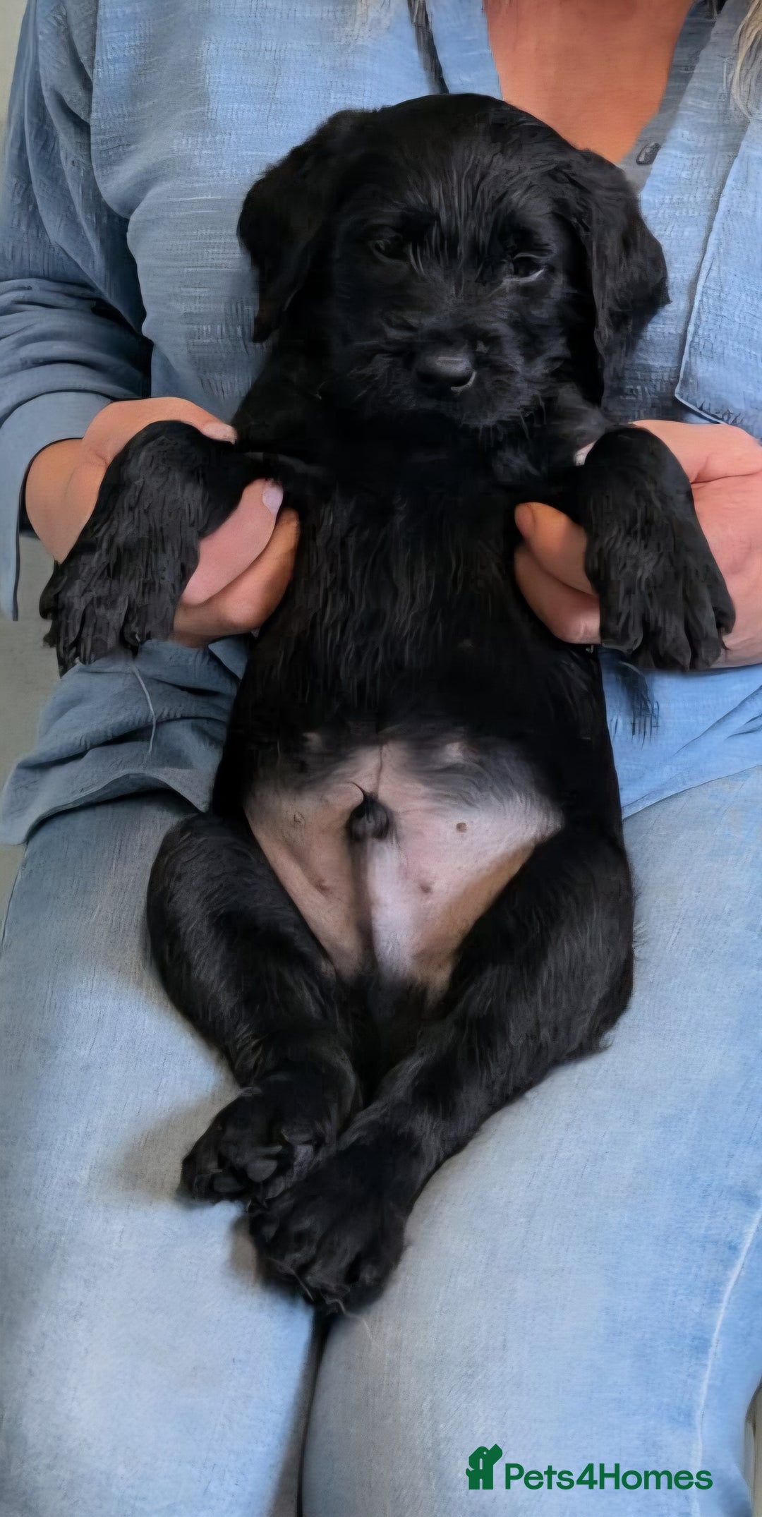 Labradoodle dogs for sale: Adorable Labradoodle puppies - Advert 8