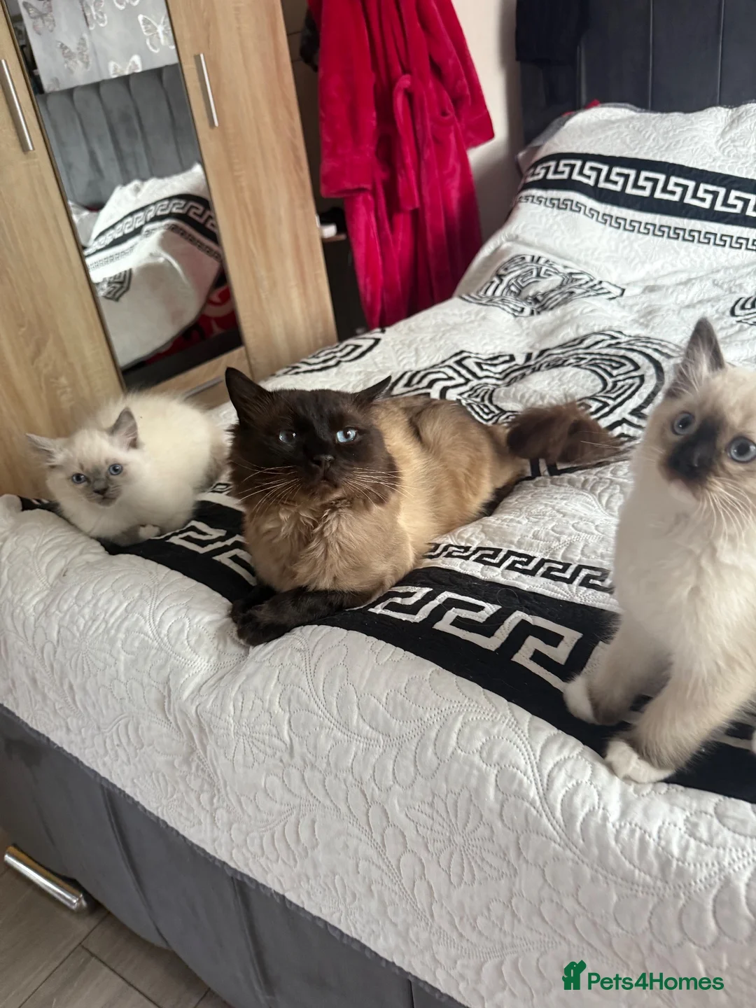 Ragdoll cats for sale: Ragdoll Kittens - 1 Available - Advert 9