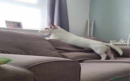 Jack Russell dogs for sale: Jack russel  - Image 3