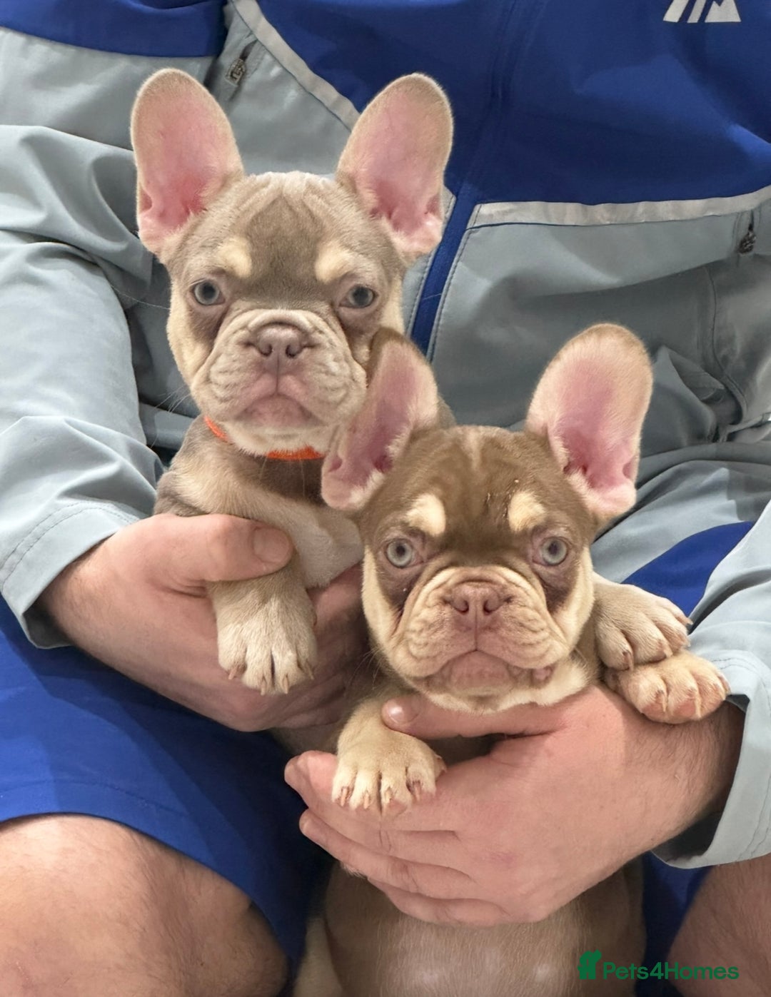 French Bulldog dogs for sale: French bulldog  - Advert 3