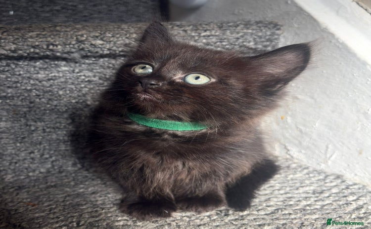 Mixed Breed cats - Advert 11