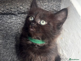 Mixed Breed cats - Advert 14
