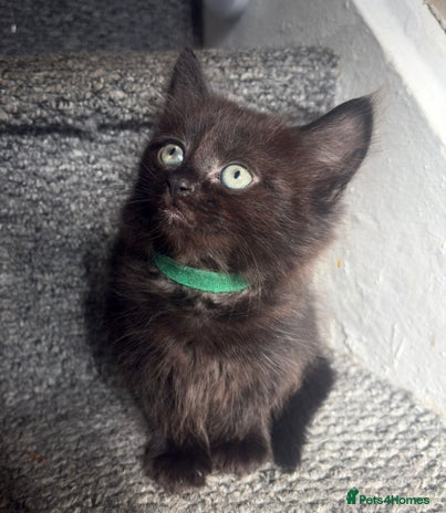 Mixed Breed cats - Advert 3