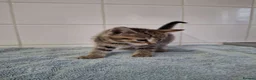 British Shorthair cats for sale: pure tabby kittens - Advert 12