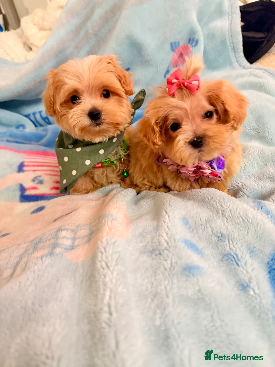 Maltipoo dogs for sale:  F1 Maltipoo puppies  - Advert 14