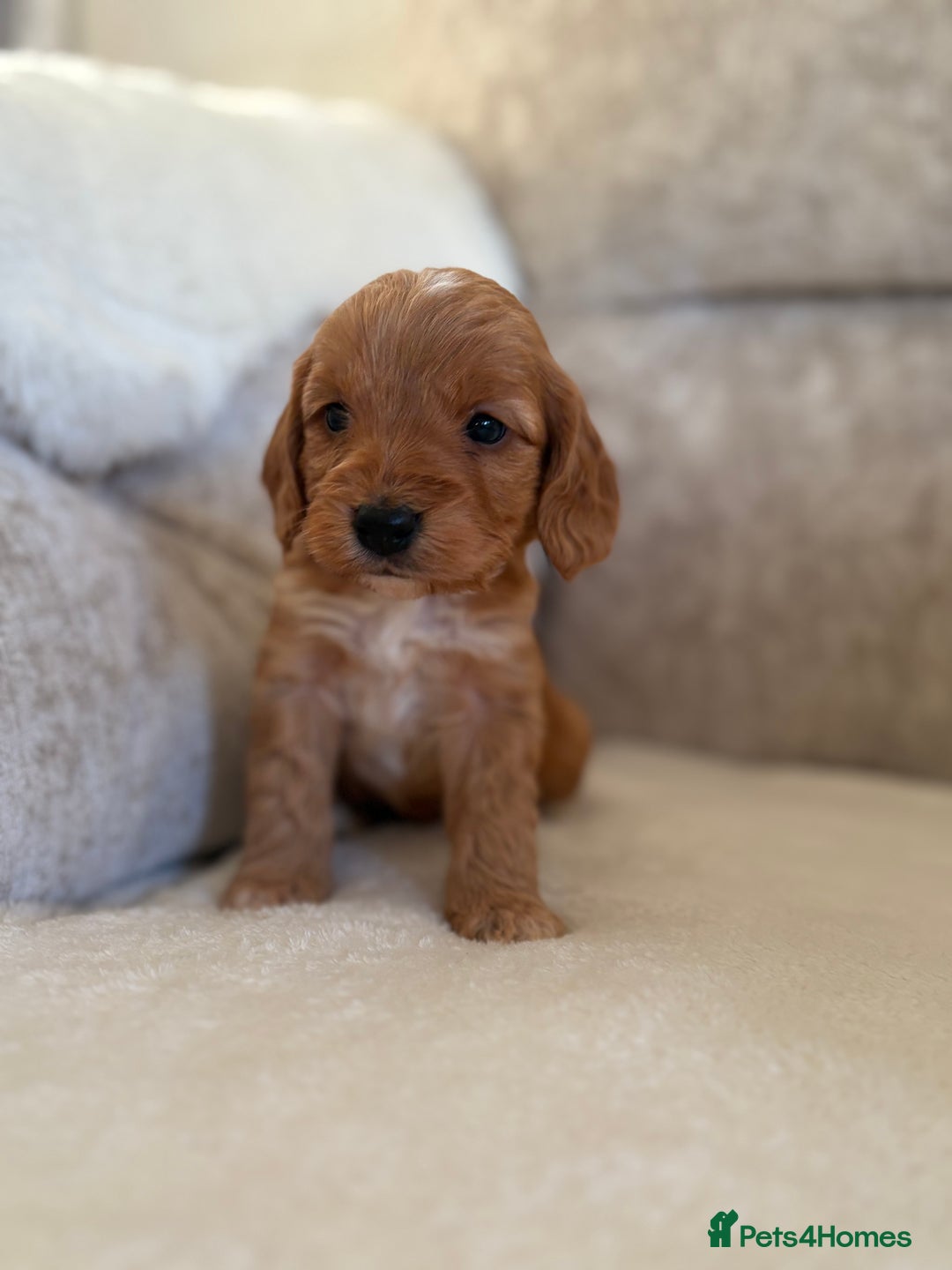 Cockapoo dogs for sale: F1 Cockapoo puppies - Advert 13