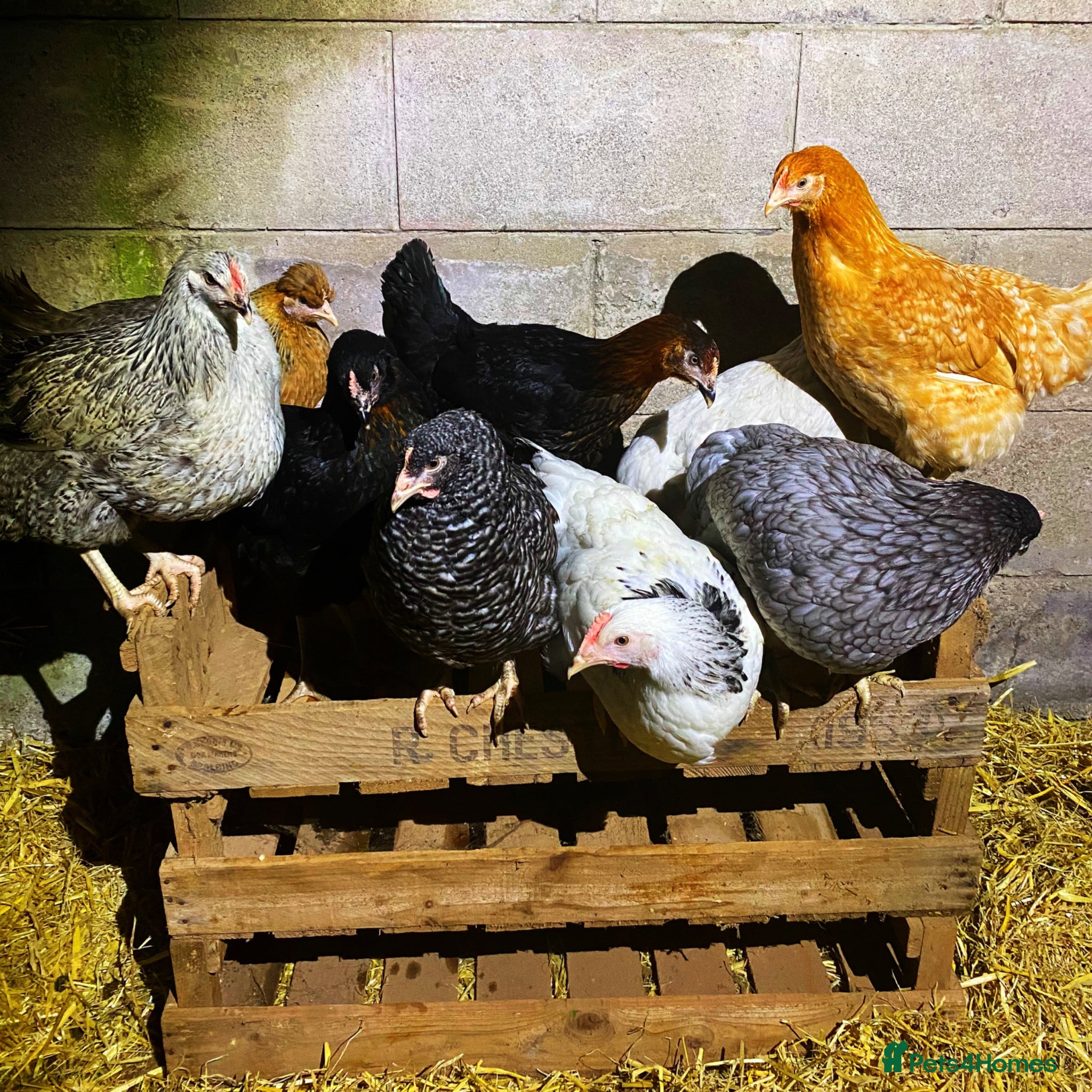 Chickens poultry Chicken hens poultry laying hens hybrid - Advert 1