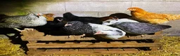 Chickens poultry for sale: Chicken hens poultry laying hens hybrid - Advert 1